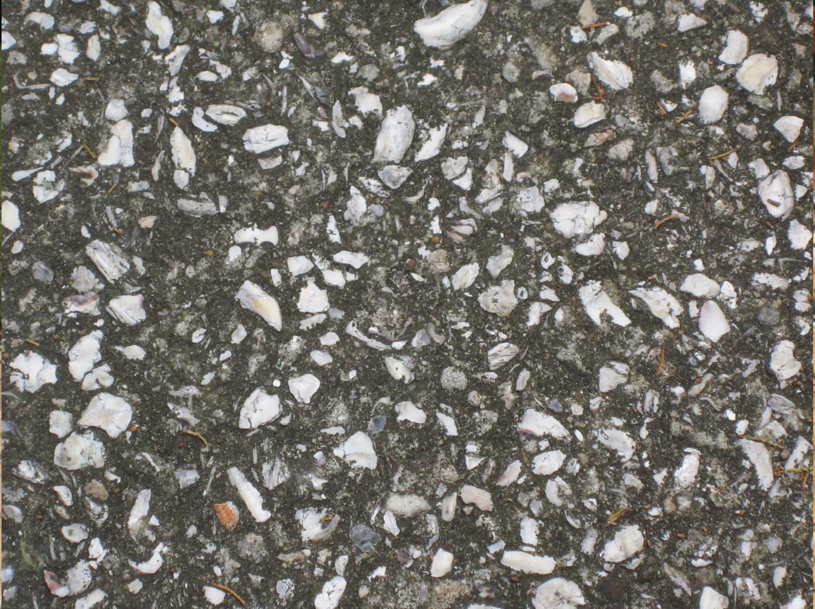 Oyster Shell Concrete in South Carolina