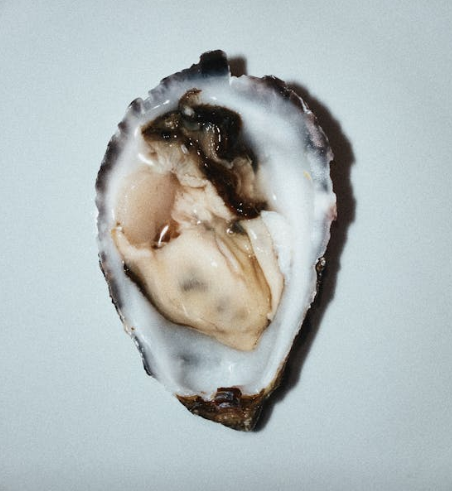 Oyster Shell